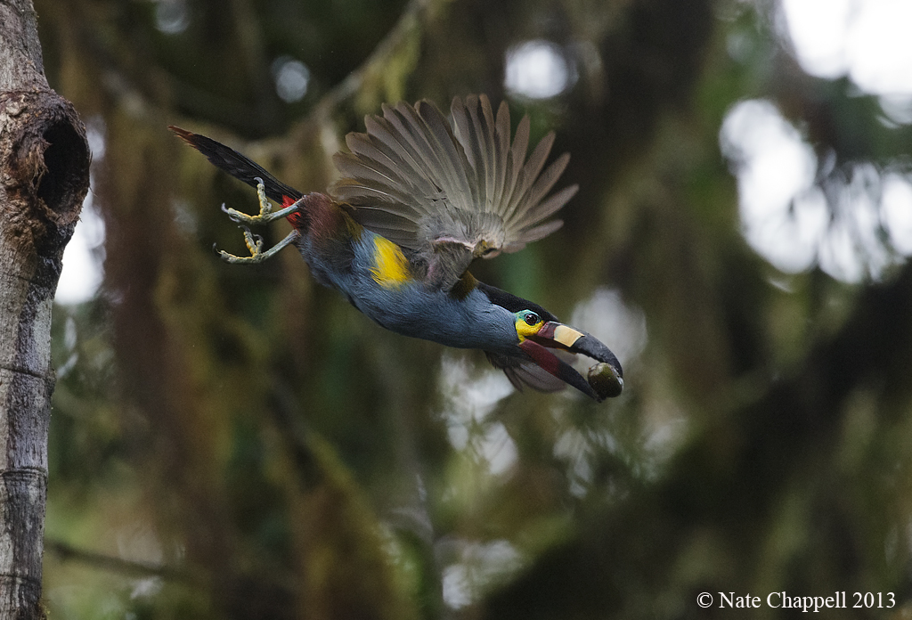 Plate-billed Mtn. Toucan