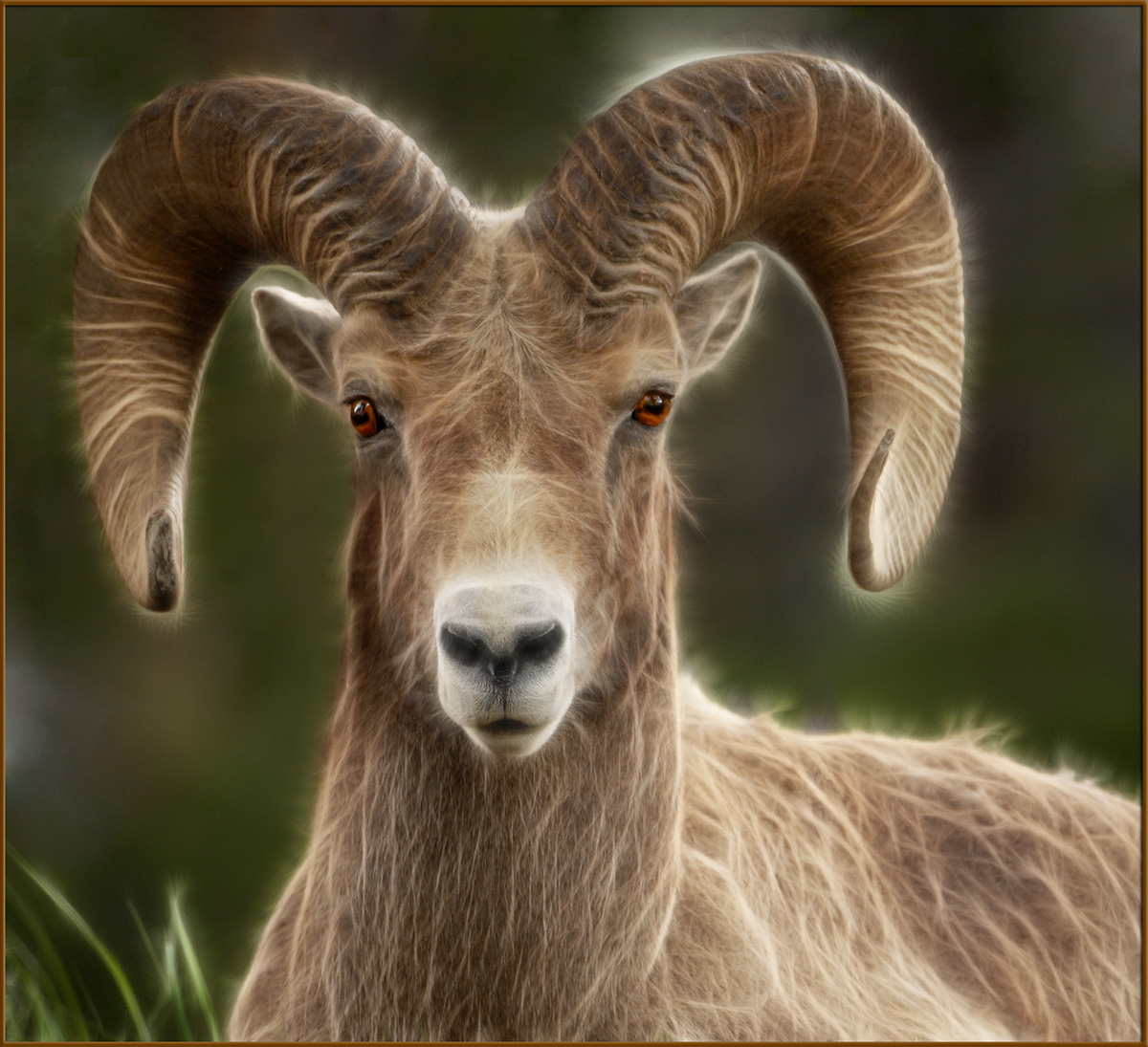 Big Horn