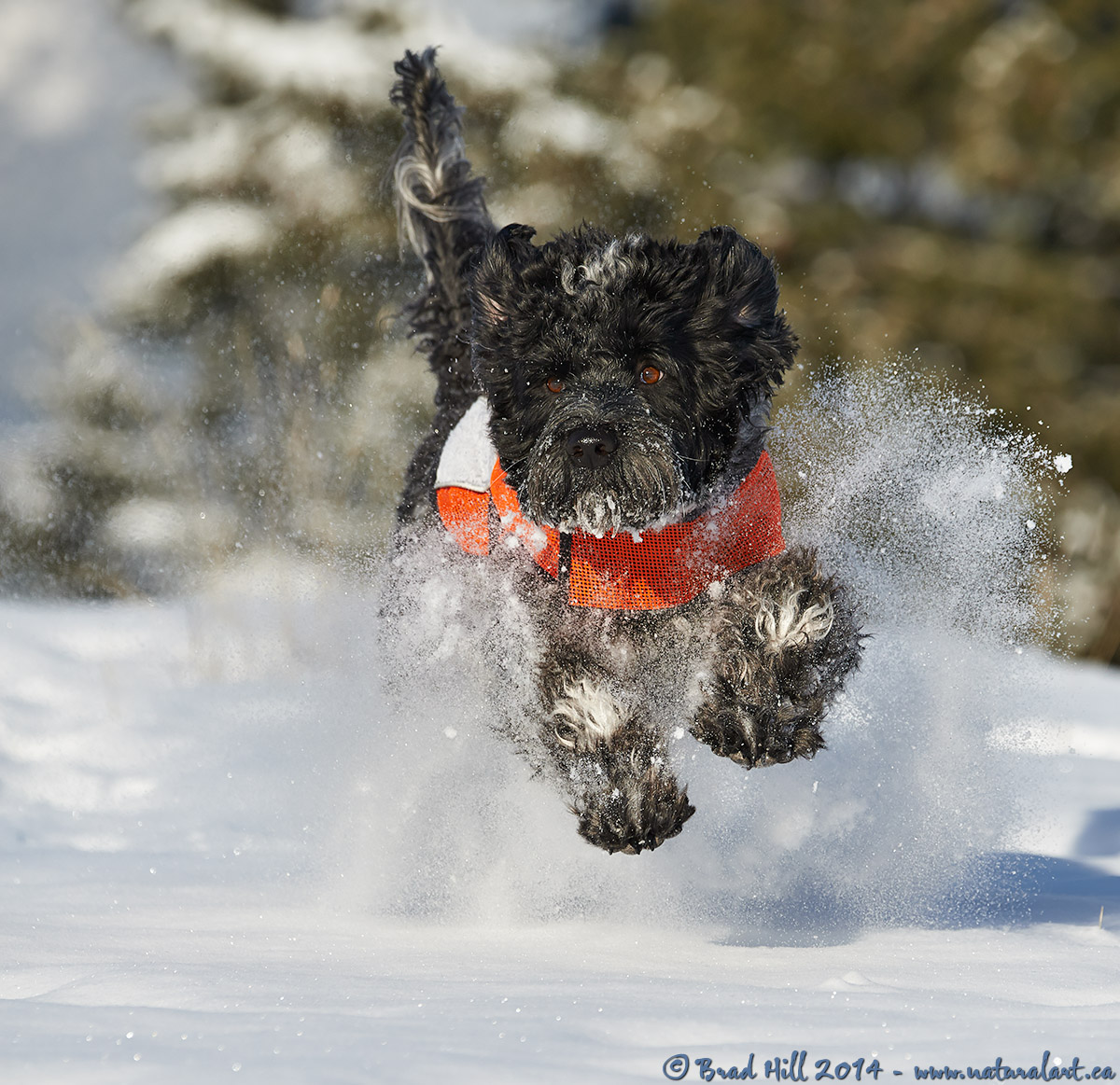 Portuguese Snow Dog