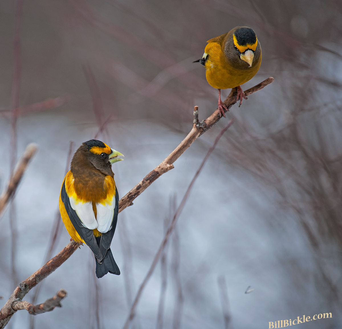 Evening Pair 
