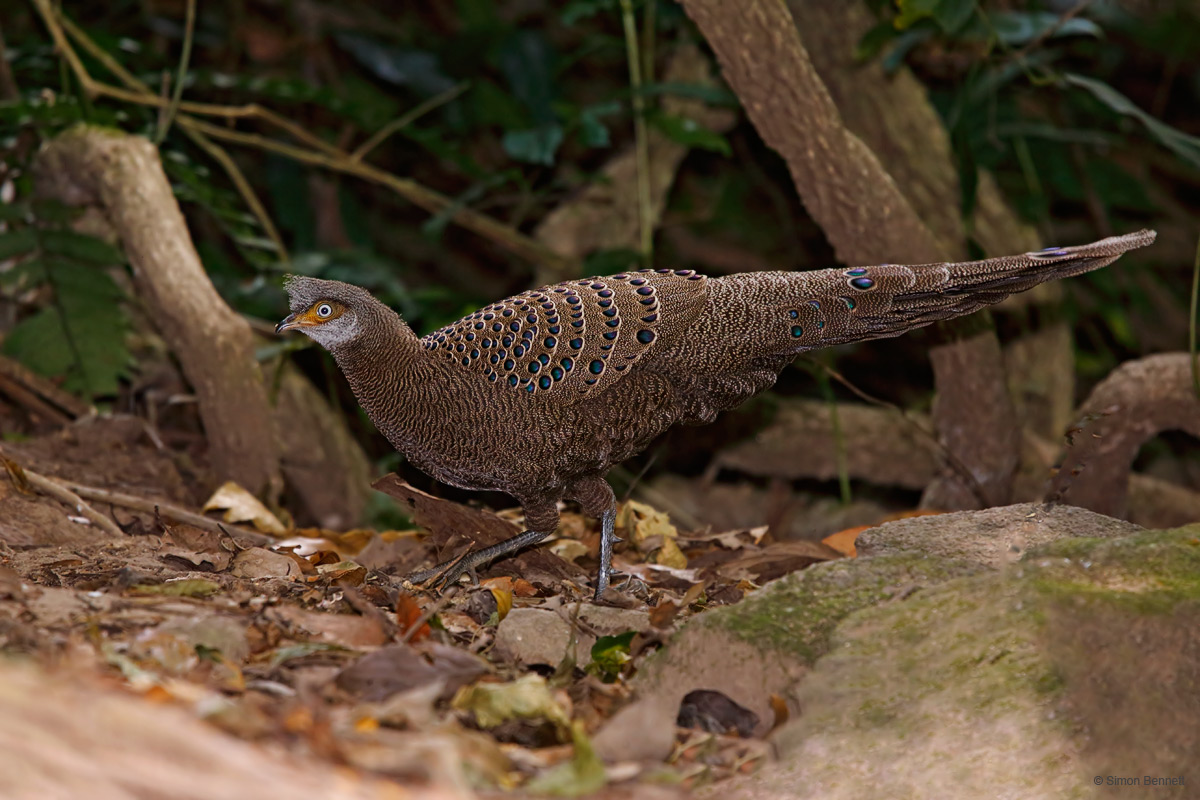 Grey Peacock-Pheasant