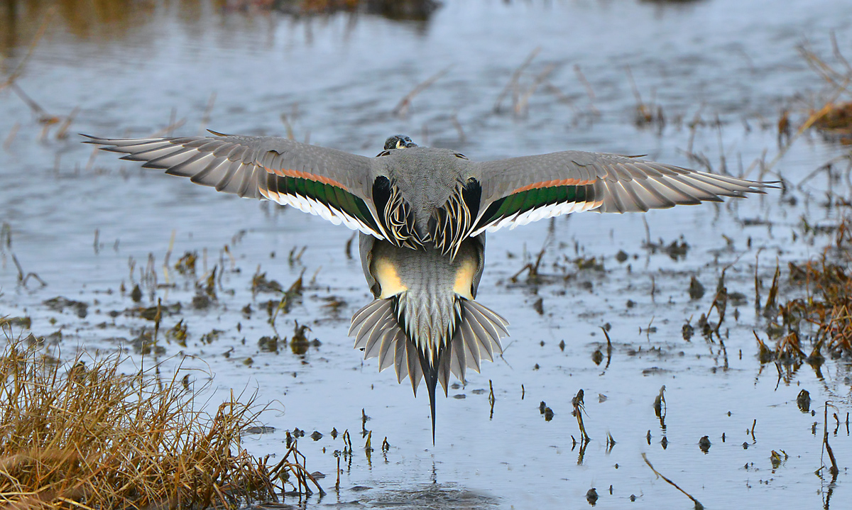 Yet another bird butt