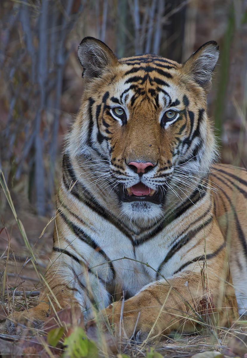 Wild Tiger 2