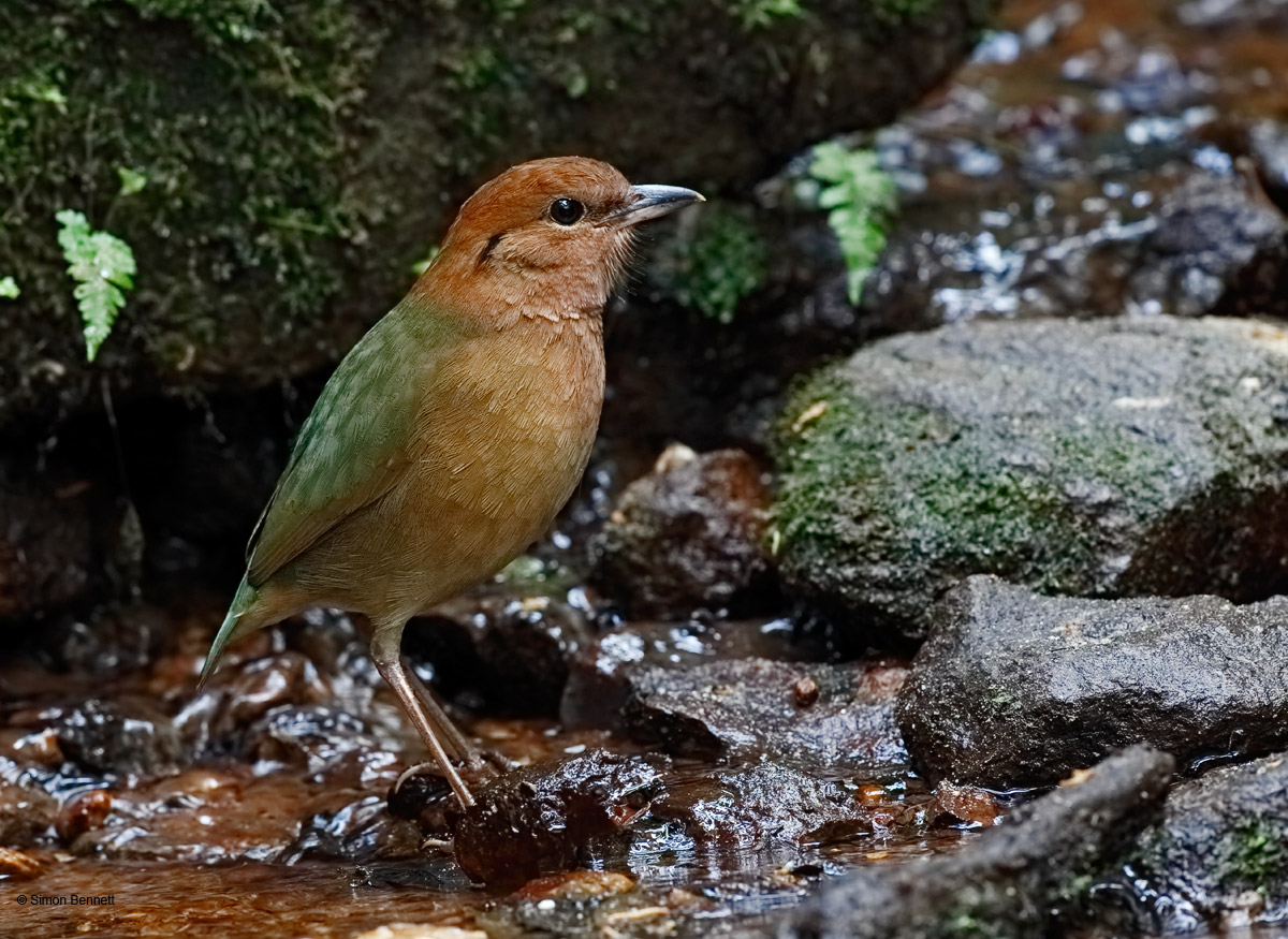 Rusty-naped Pitta