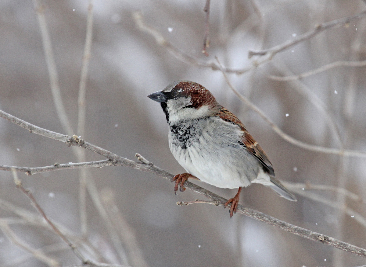 Sparrow