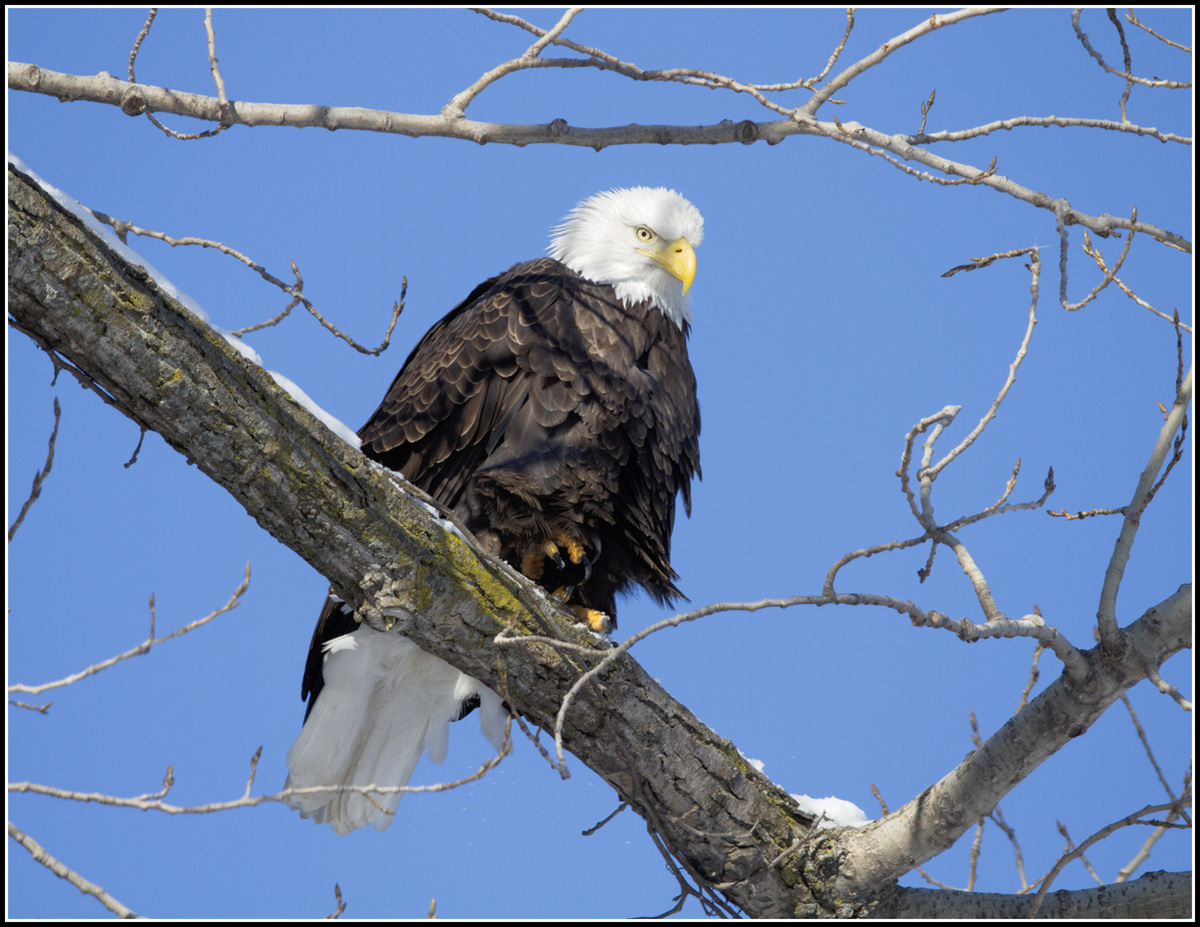 Regal Eagle