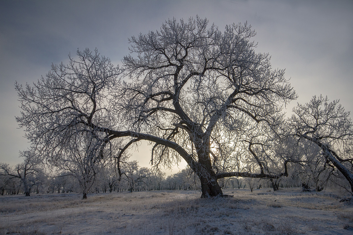 Cold Gray Morning