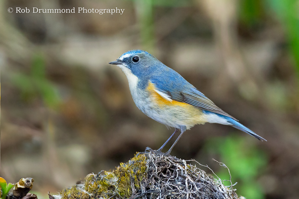 Red-flanked Bluetail
