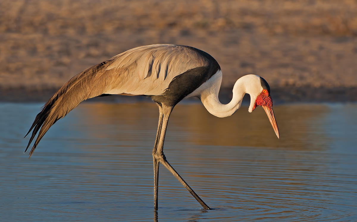 Wattled Crane