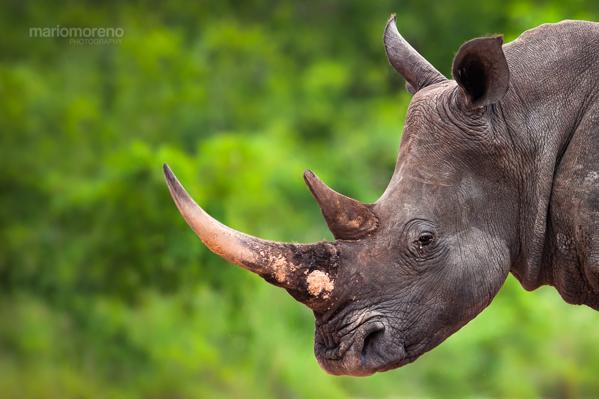 The Rhino Portrait
