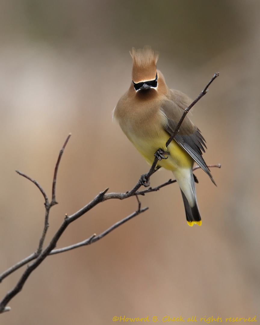 Windy Wendell Waxwing :)