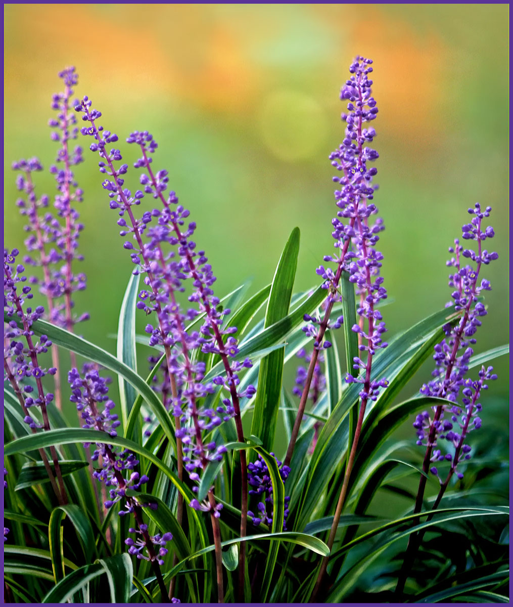 Liriope