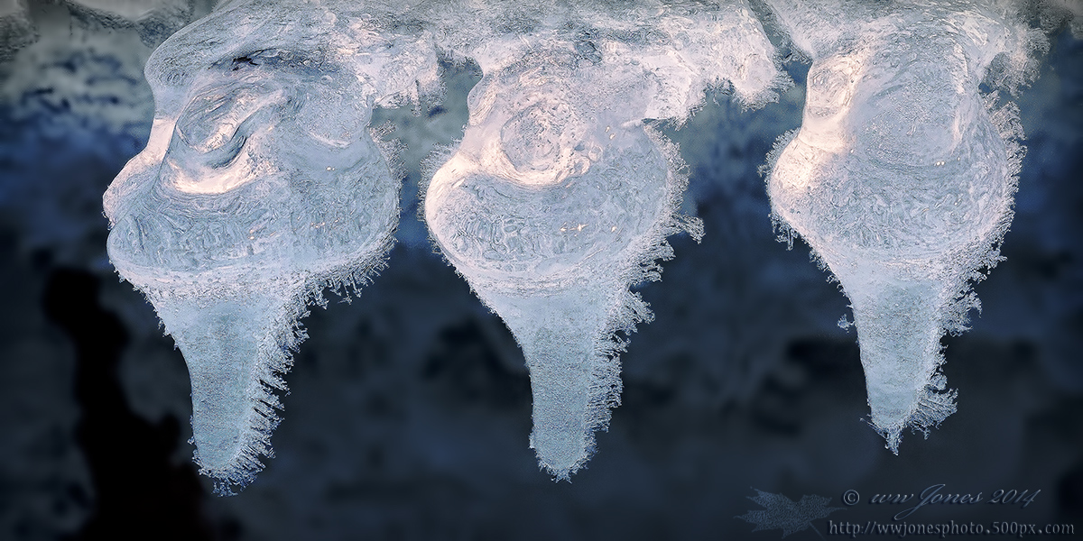 Ice Whelks