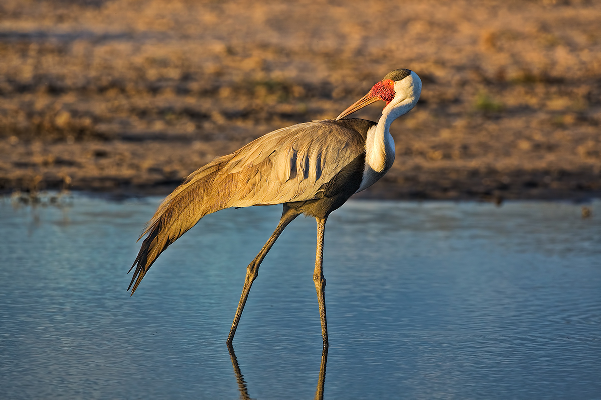 Another Wattled Crane