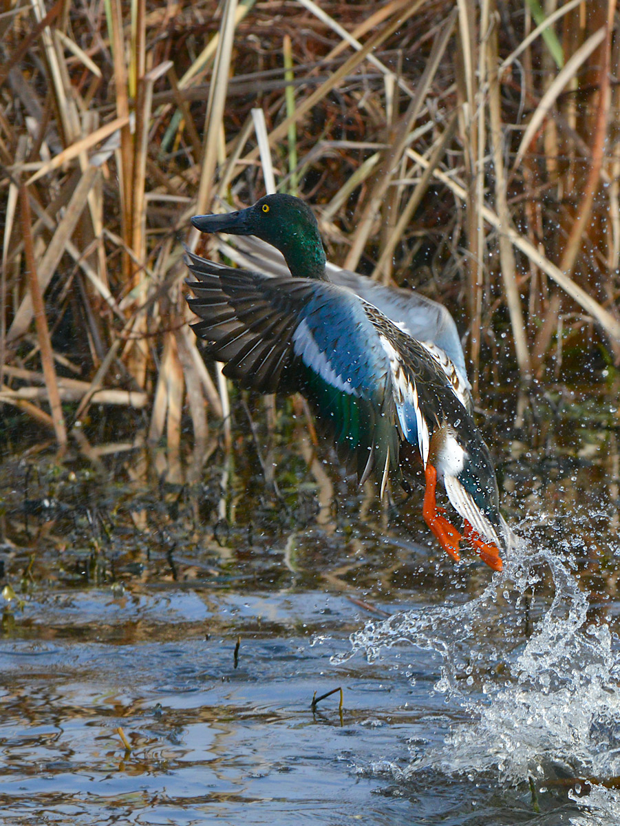 Shoveler liftoff