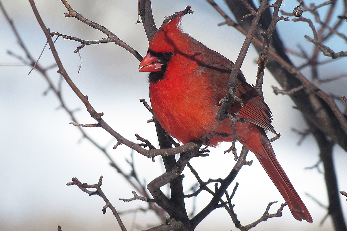 Cardinal