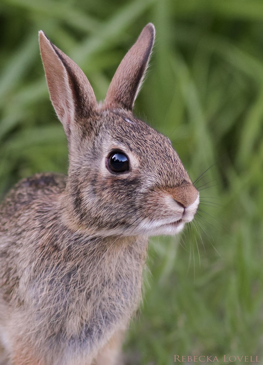 Eastern Cottontail