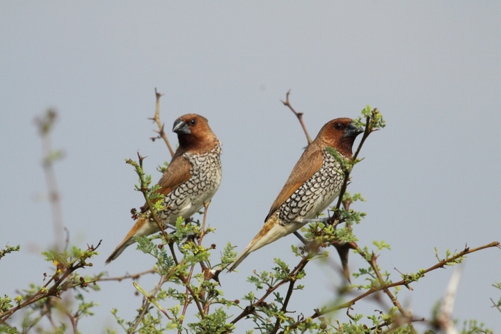 Scaly Breasted Munia