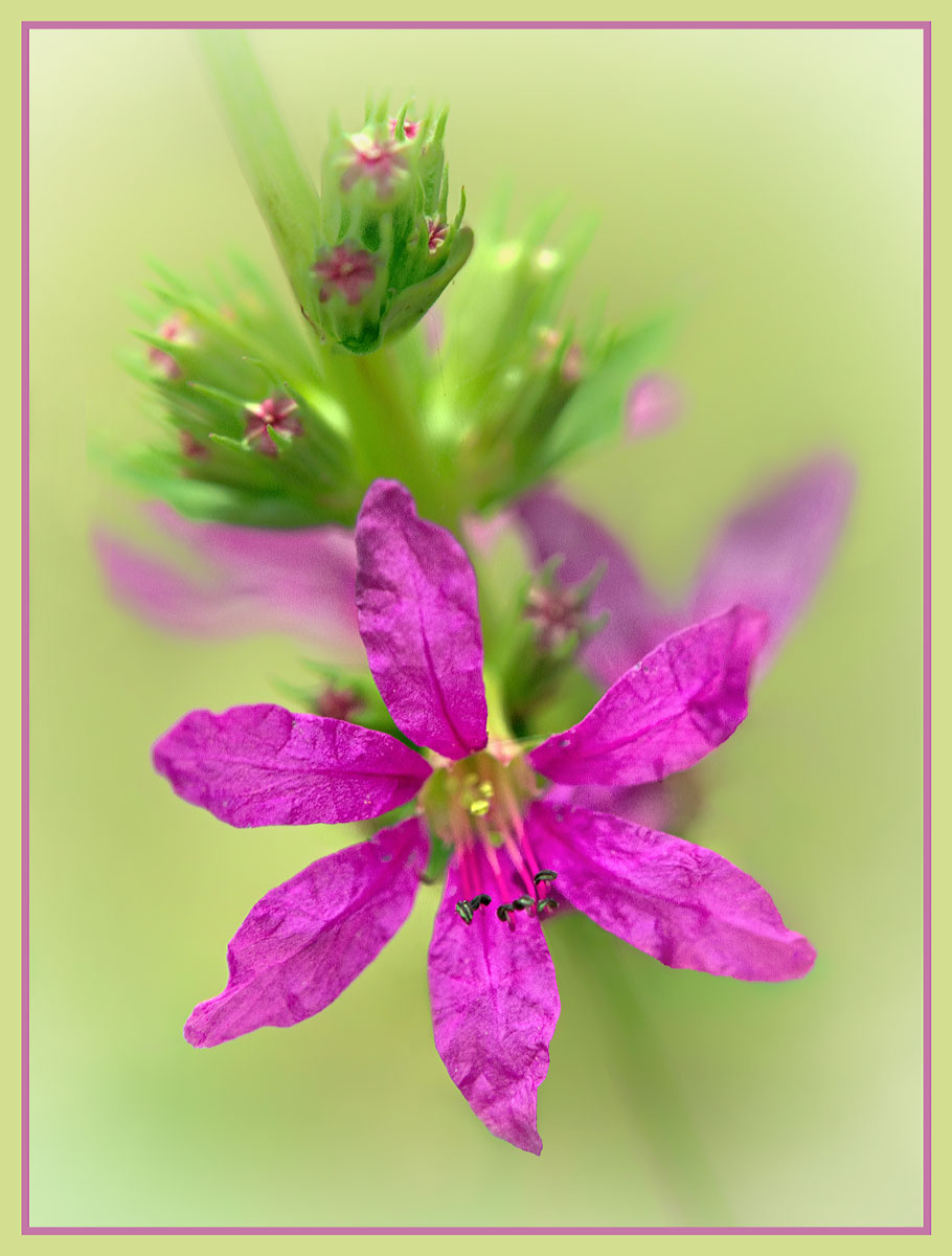 Purple Loosestrife