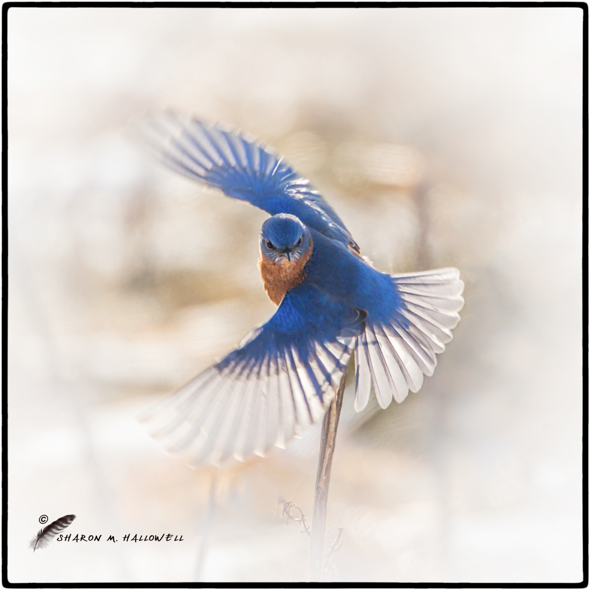 Snowy Bluebird