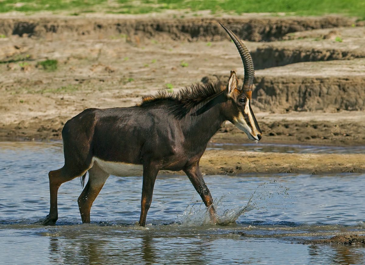Paddling Sable