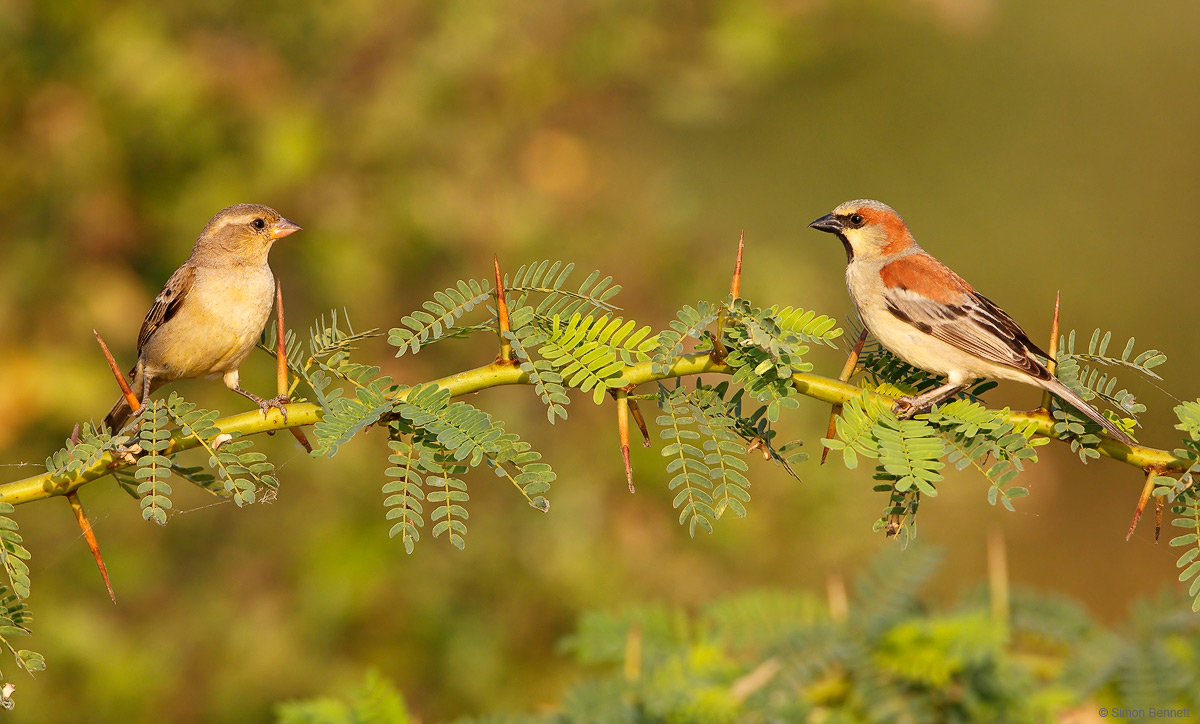 Plain-backed Sparrows