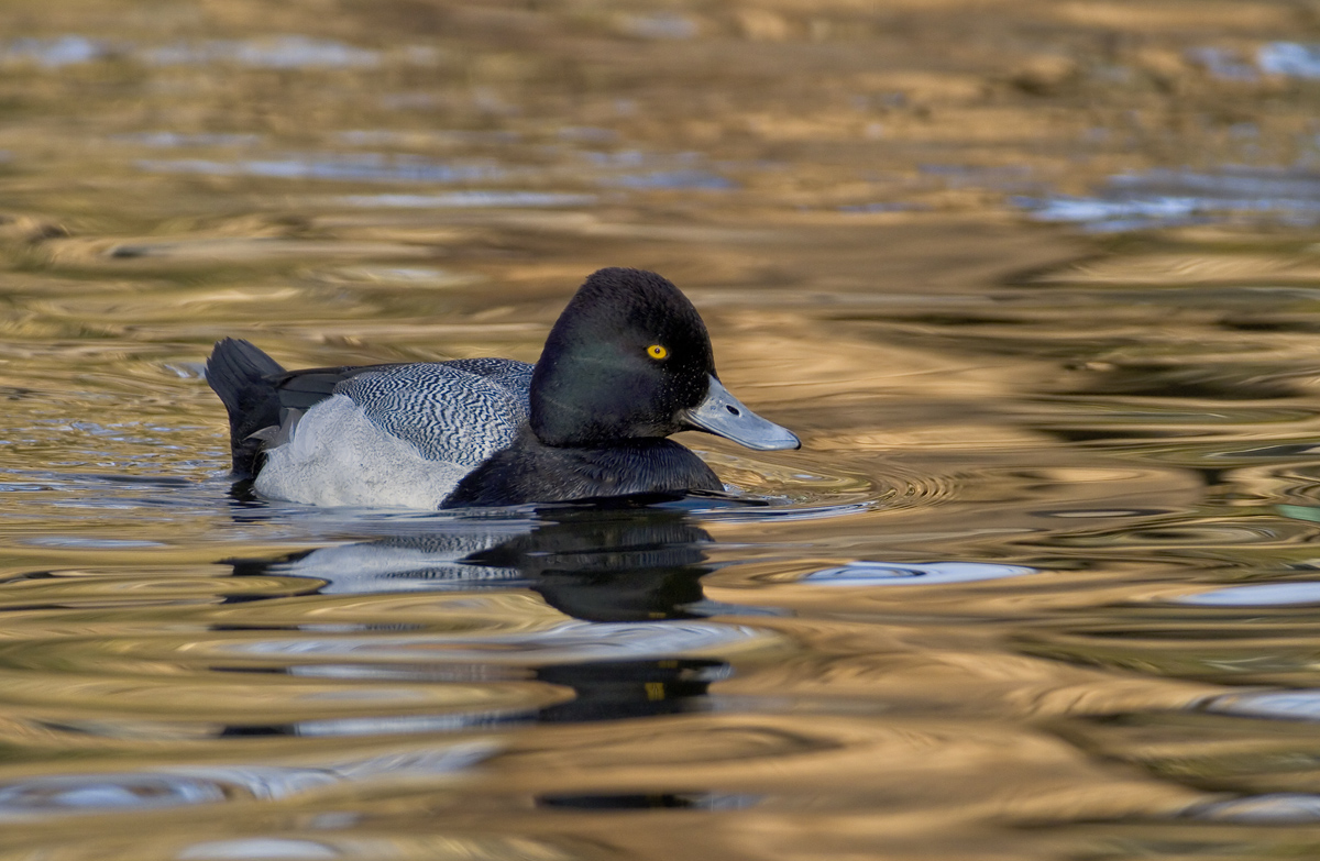 On Golden Pond
