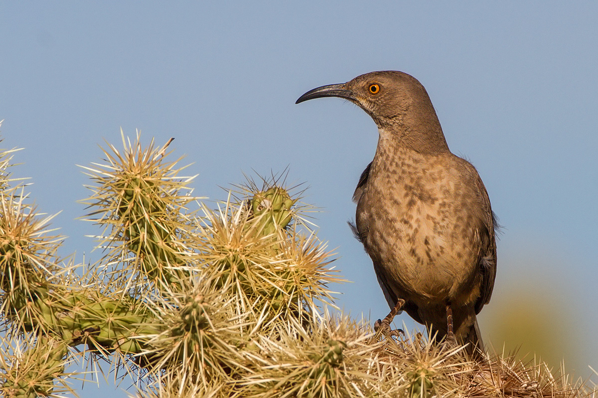 Thrasher on Cctus Perch