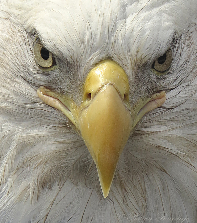 Eagle Eyes