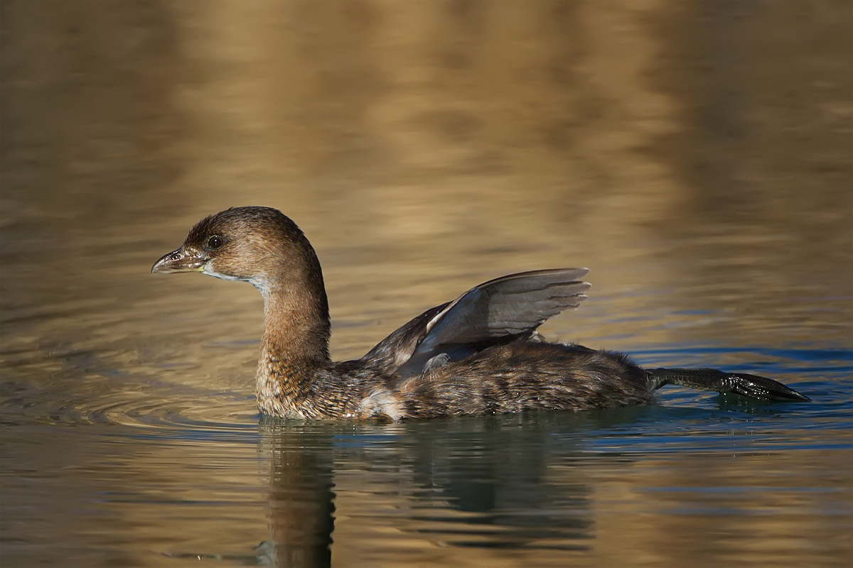 Grebe Stretch