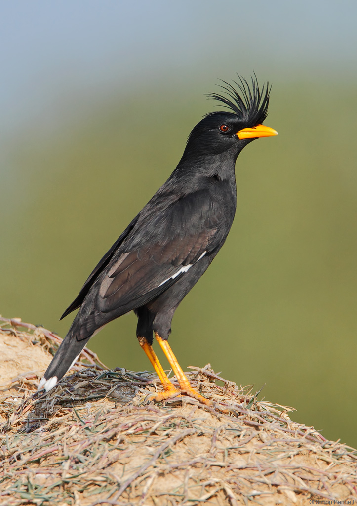 Great Myna