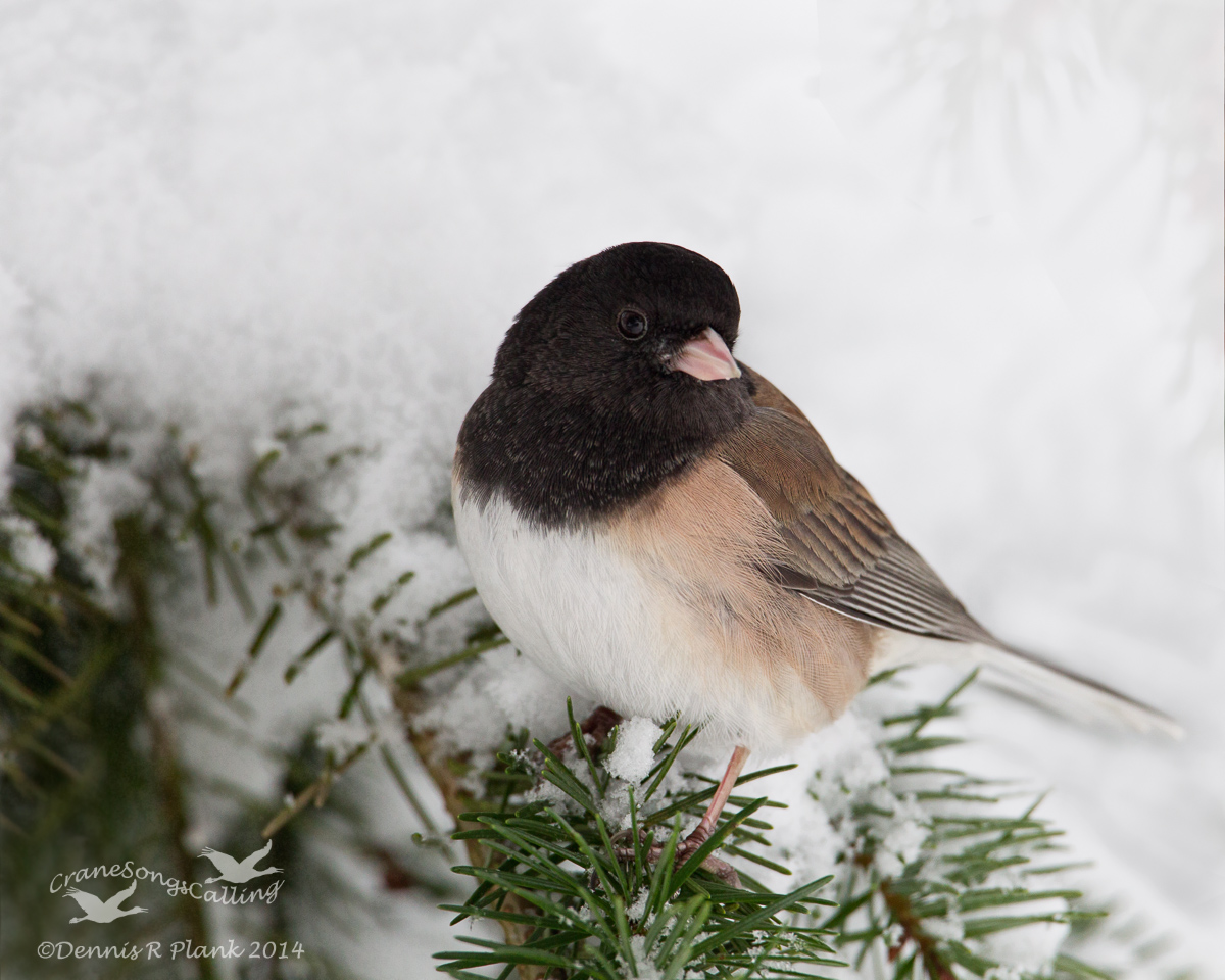 Oregon Junco