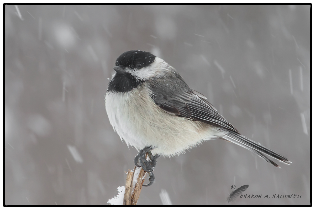 Chicka-Snow-Dee