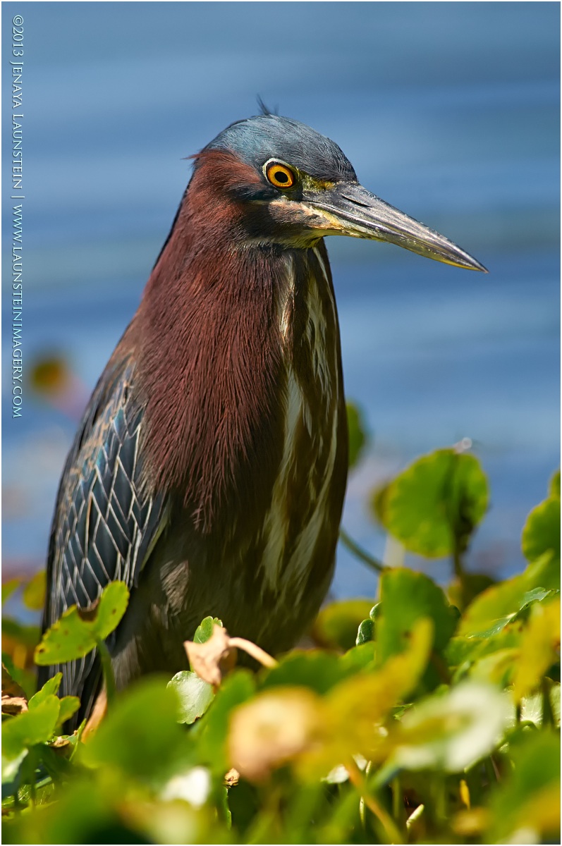 Green Heron