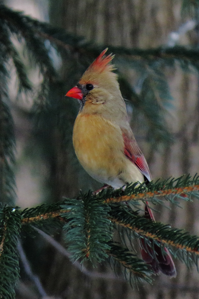 Cardinal