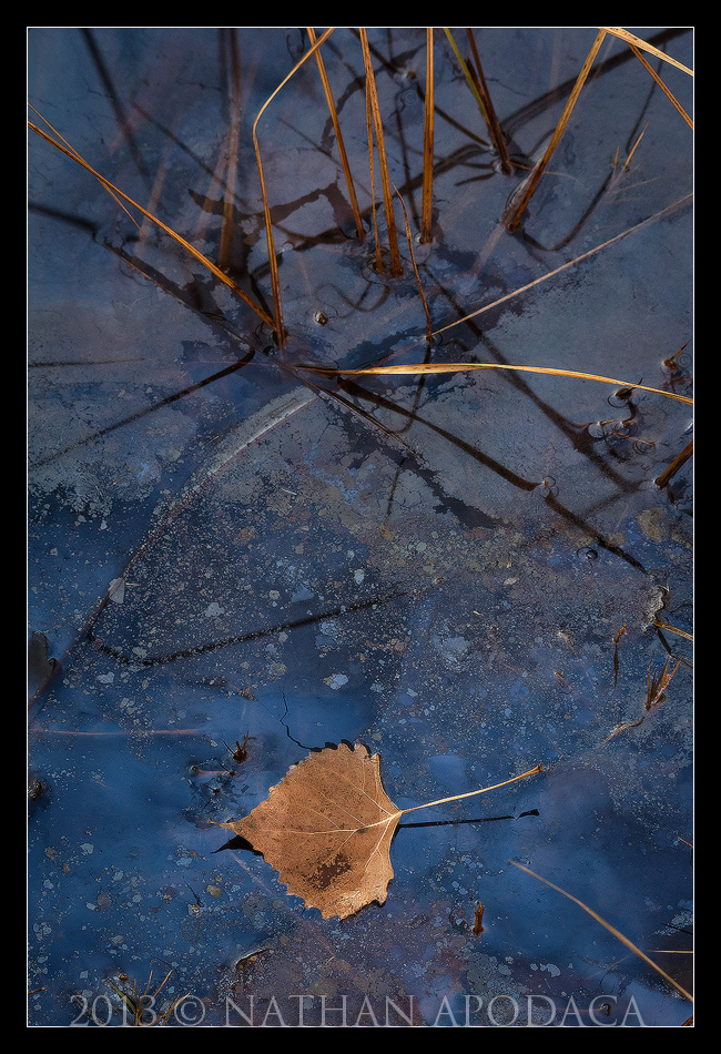 Artist's Palette