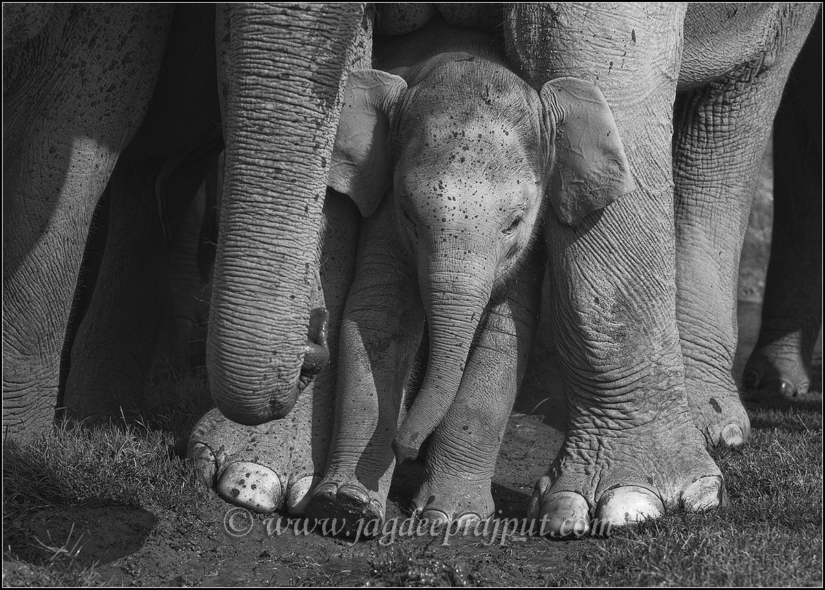 Elephant calf n mother