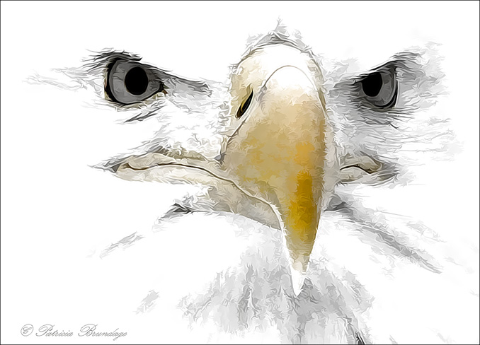 Eagle Stare