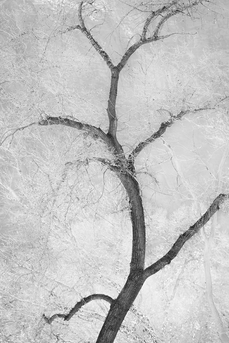 Cottonwood Form