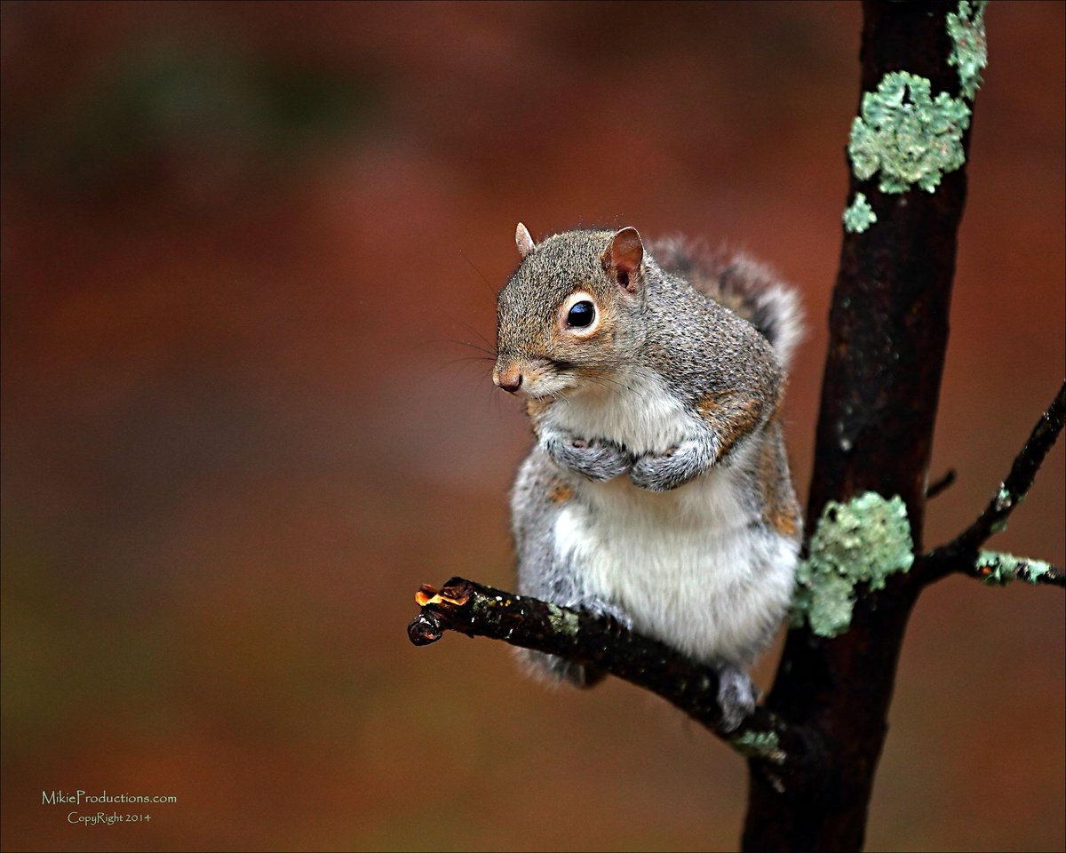 Need My Nuts