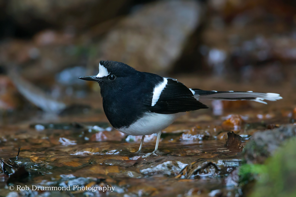 White-crowned Forktail