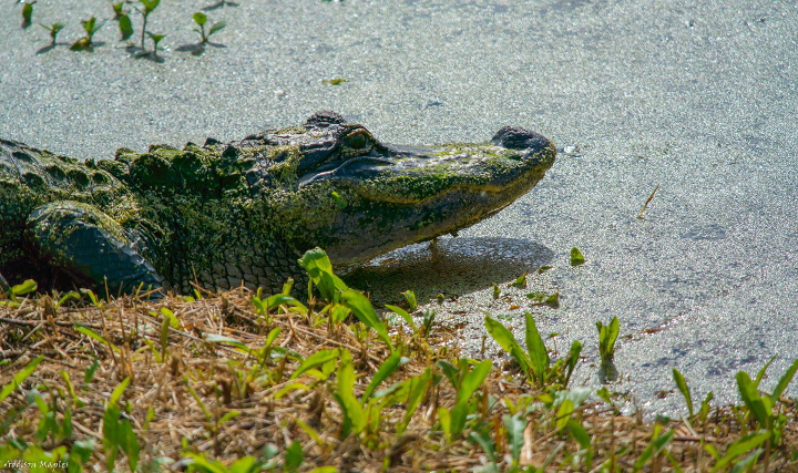 Florida Gator