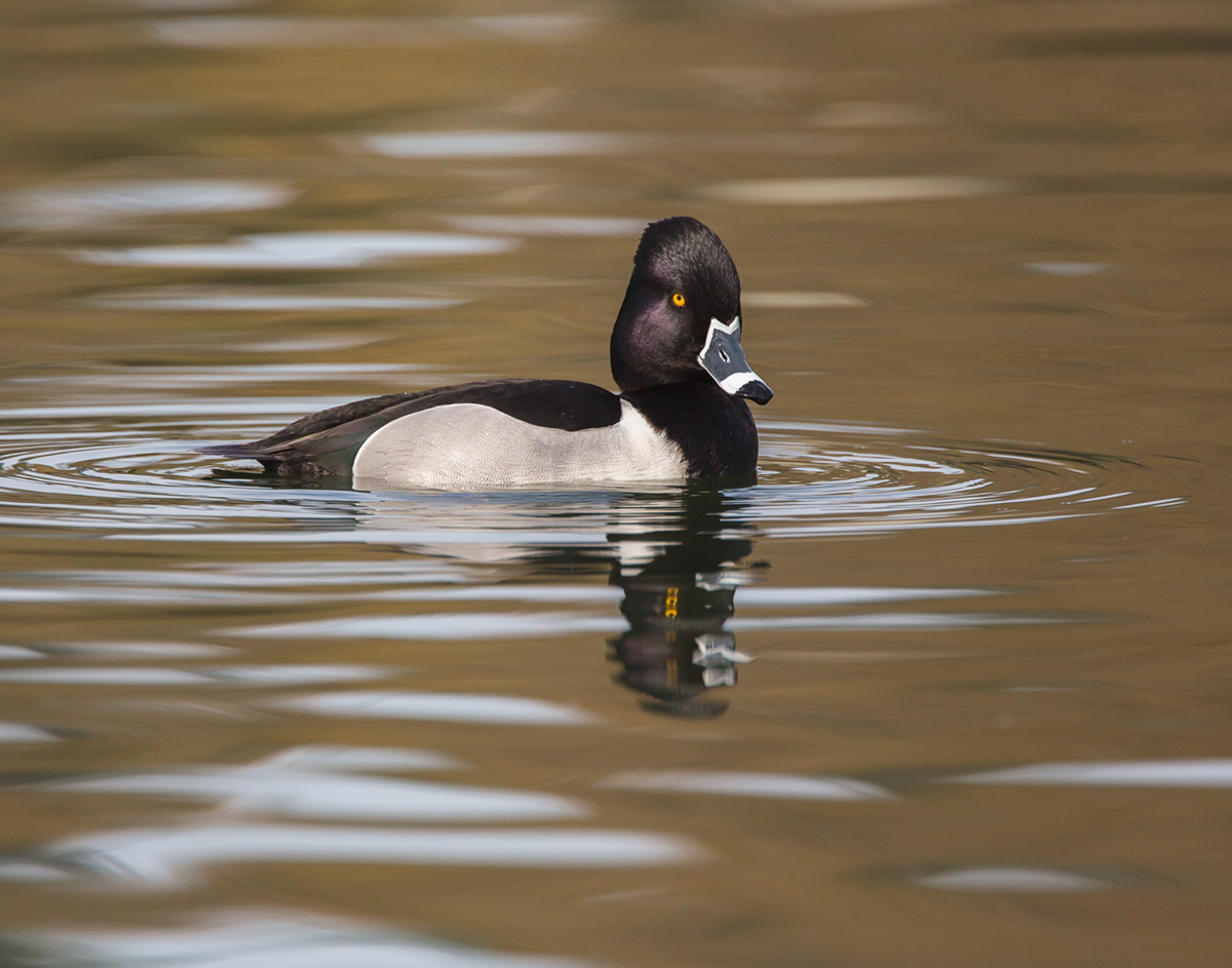 Ring-necked Duck
