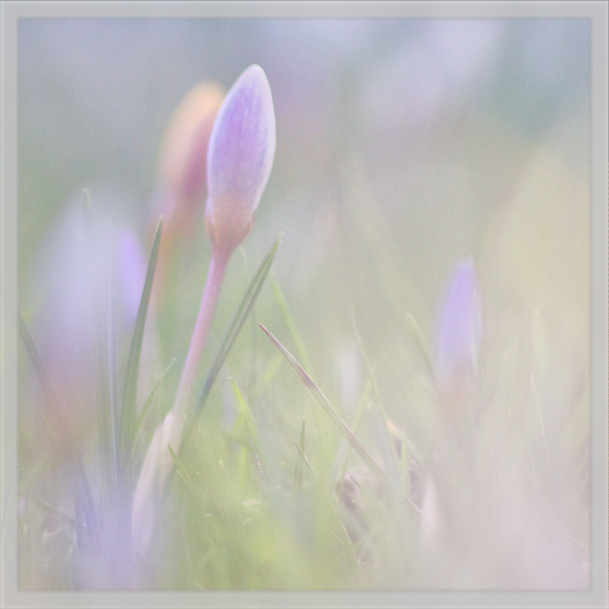 Springing to Life