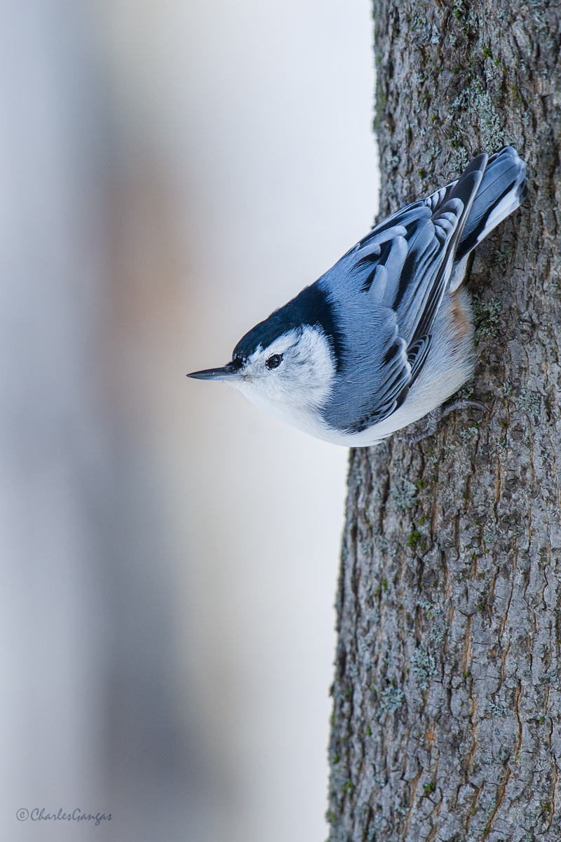 White-breasted Nuthatch