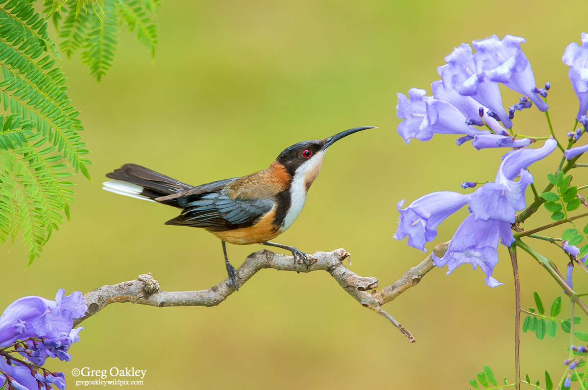 Eastern Spinebill