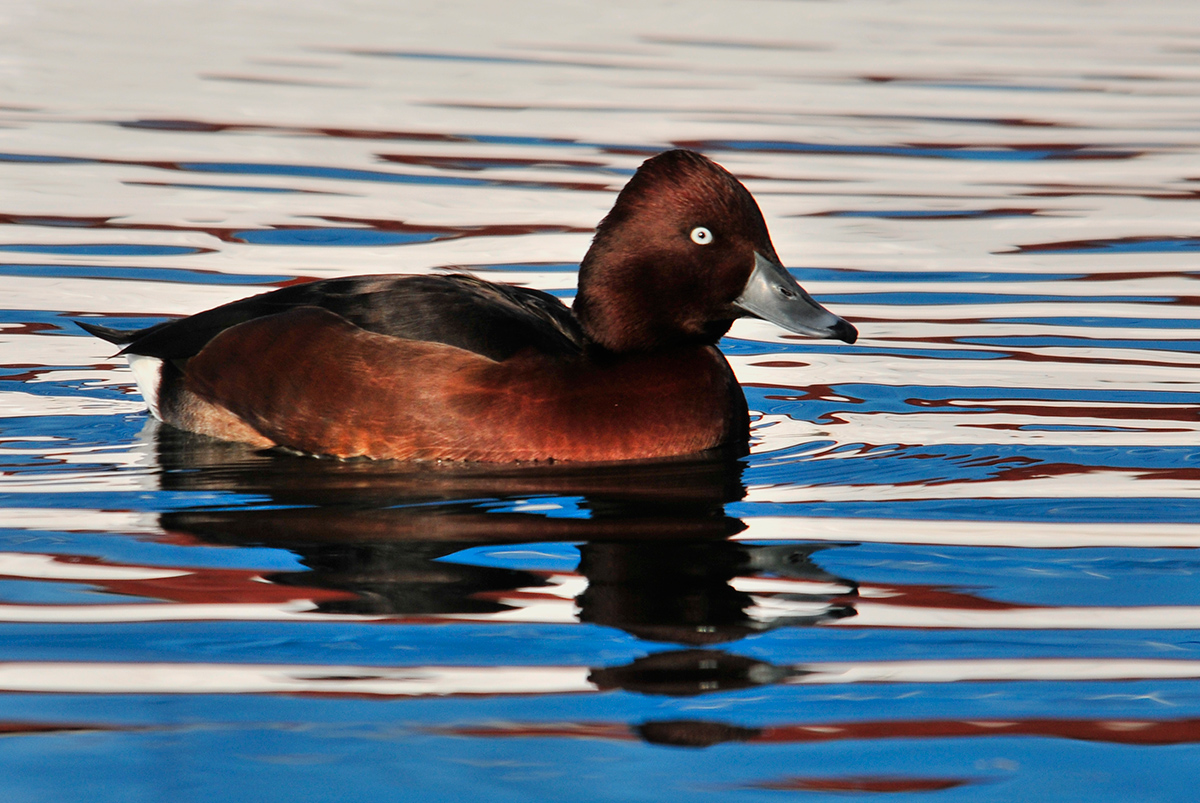 Male Ferruginous Duck