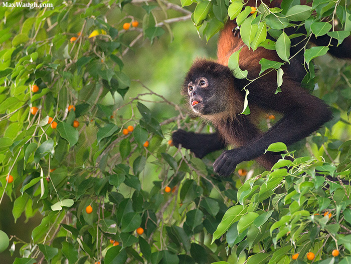 Geoffroy's Spider Monkey
