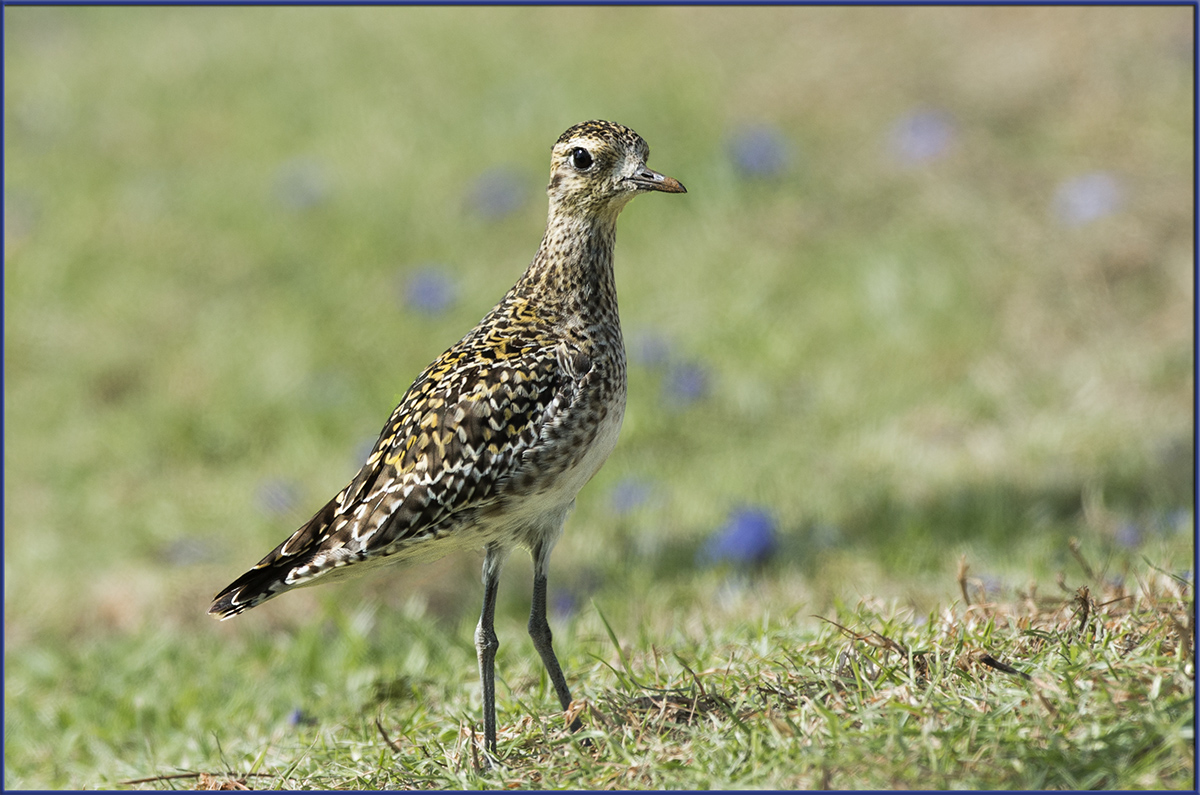 Pacific Golden Plover