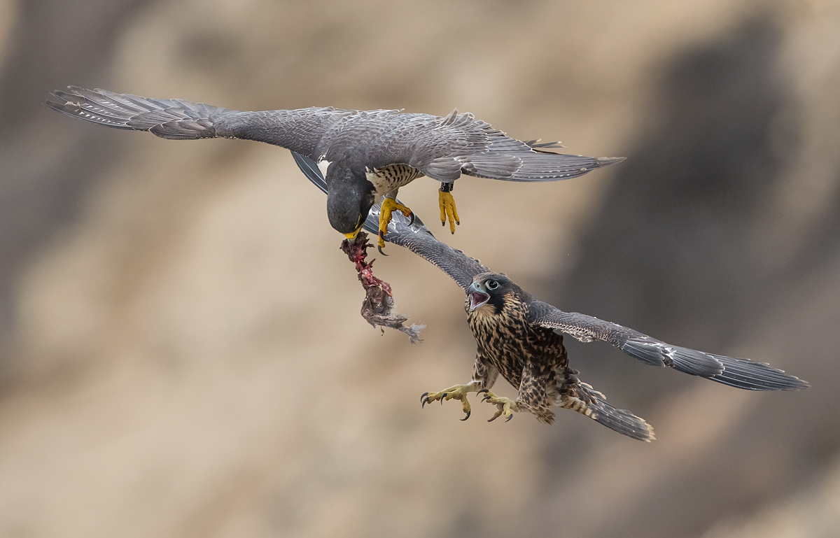 Peregrine Food Exchange